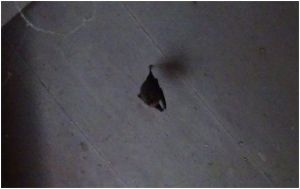 bat