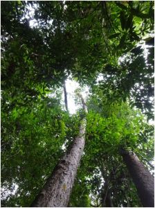 canopy walkway from the ground