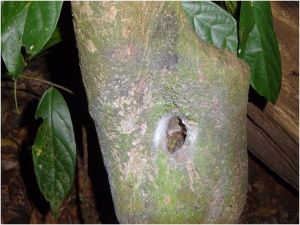 baby bird eating spider