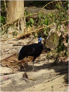 crested fireback