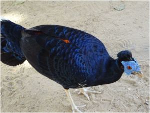 crested fireback2