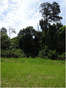 deer blind from the field