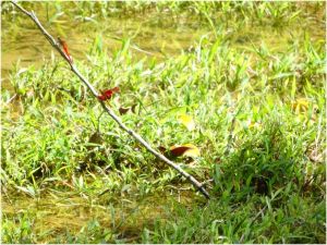 dragonflies in the prairie