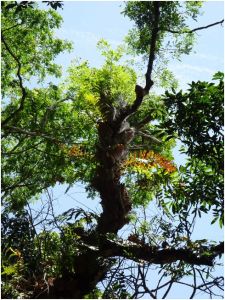 huge trees outside the resort