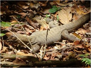 monitor lizard