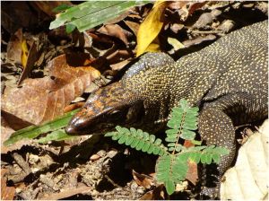 monitor lizard3