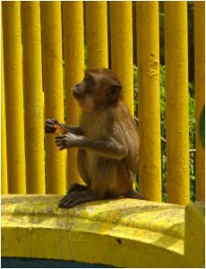 monkey1