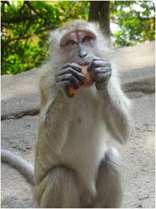 monkey4