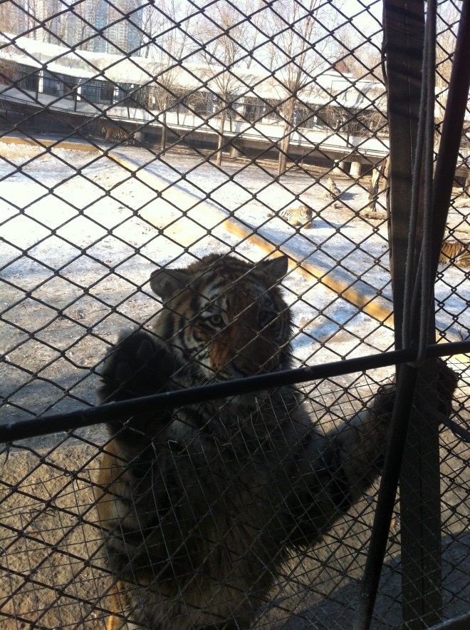 The tiger who did the same