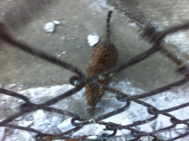 The jaguar who had moments prior jumped all the way up, bouncing right off the cage in front of me!