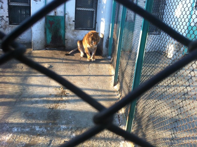 Another photo of the "Liger"