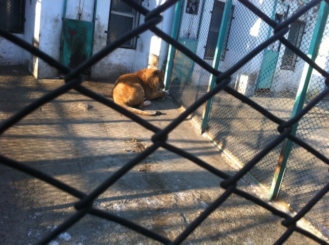 The "Liger" in his cage