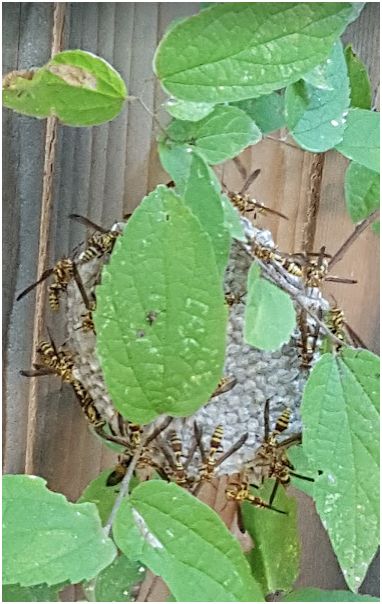 wasps nest