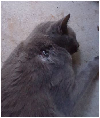 This is his wound.  You can see the blood pooled up inside.