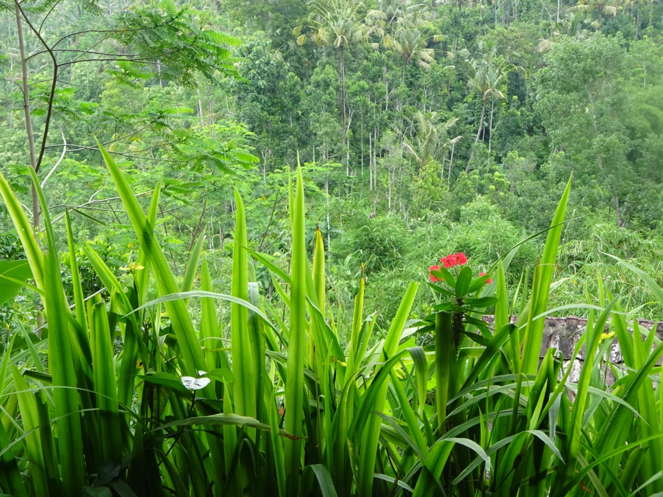 view from the terrace