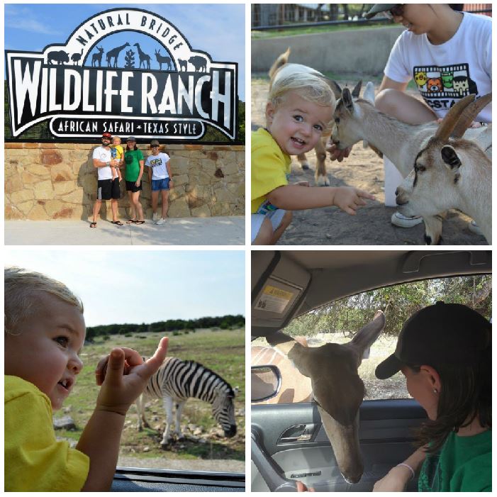 wildlife ranch collage